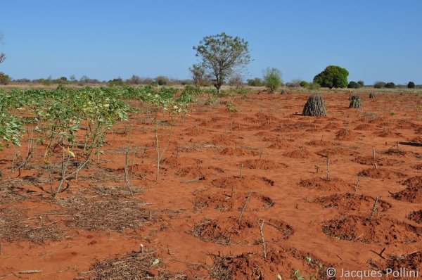 Agriculture