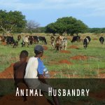 Animal husbandry