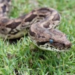 Biodiversity3