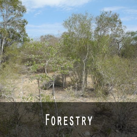 Forestry